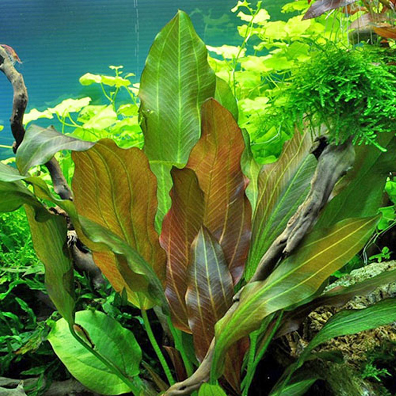 Echinodorus Reni Rot Aquarium